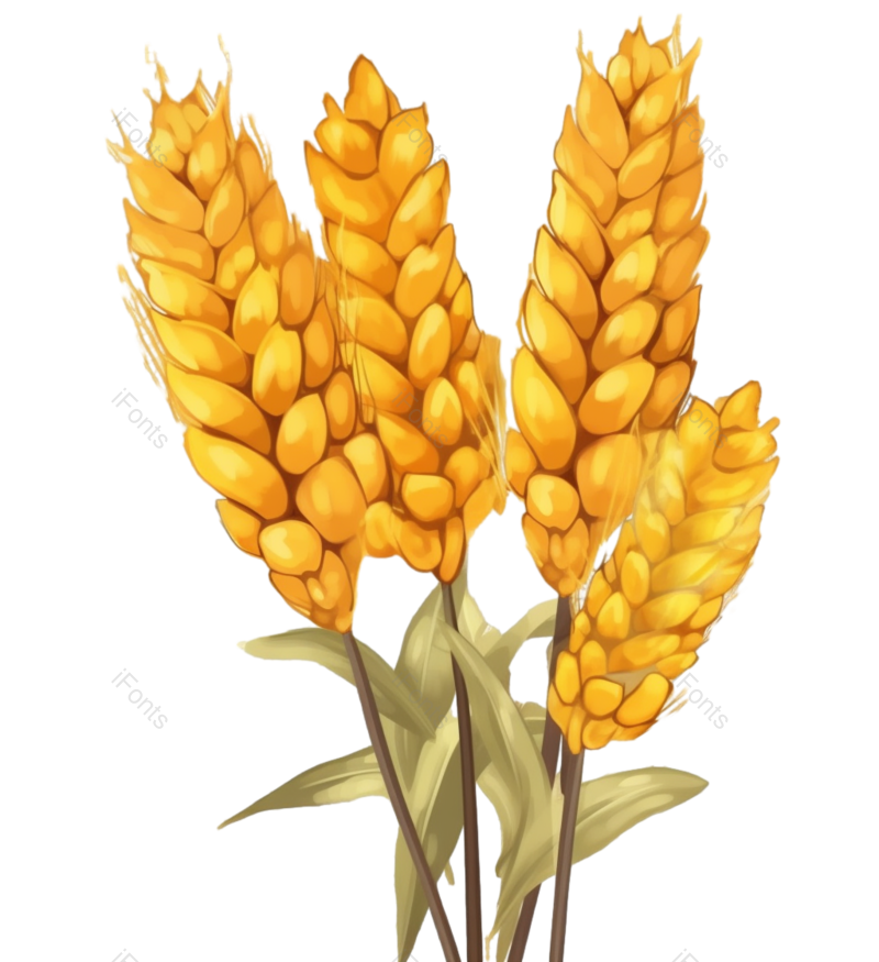 芒种图片,小满元素,麦子PNG,丰收免抠素材